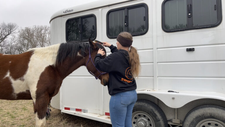 Grooming Your Horse A Step-By-Step Guide