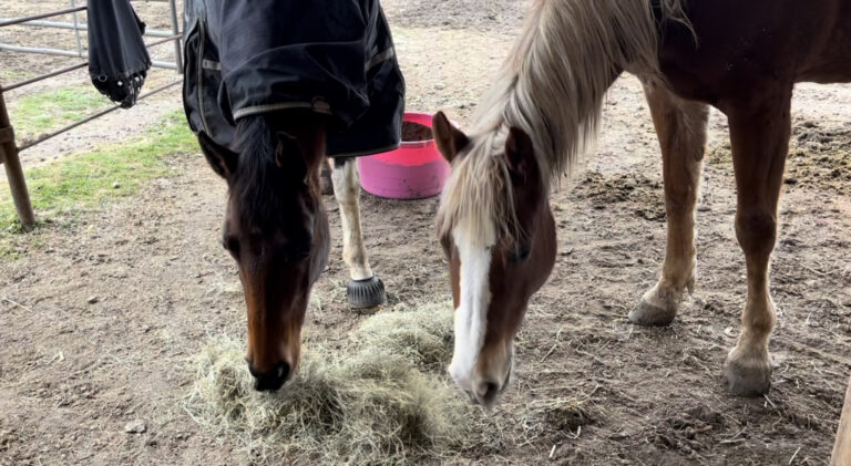 Managing Your Horse’s Weight: Strategies for Overweight and Underweight Horses