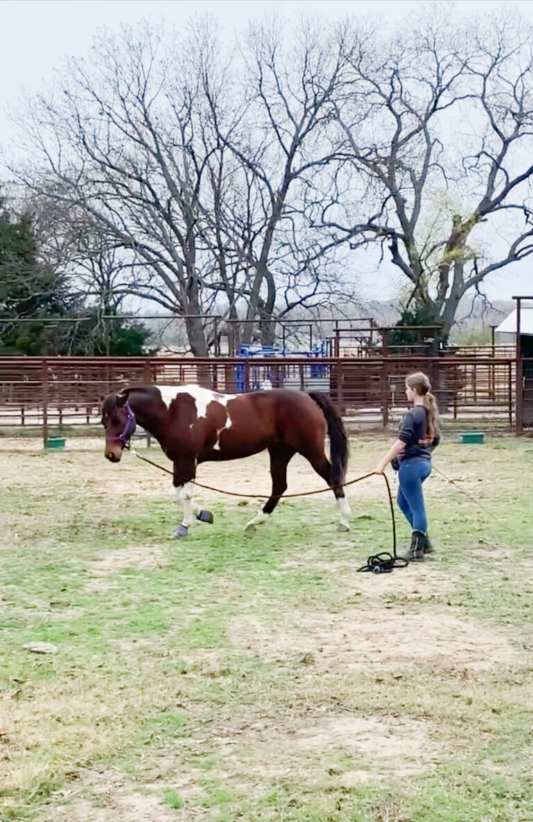 The Benefits of Lunging Your Horse