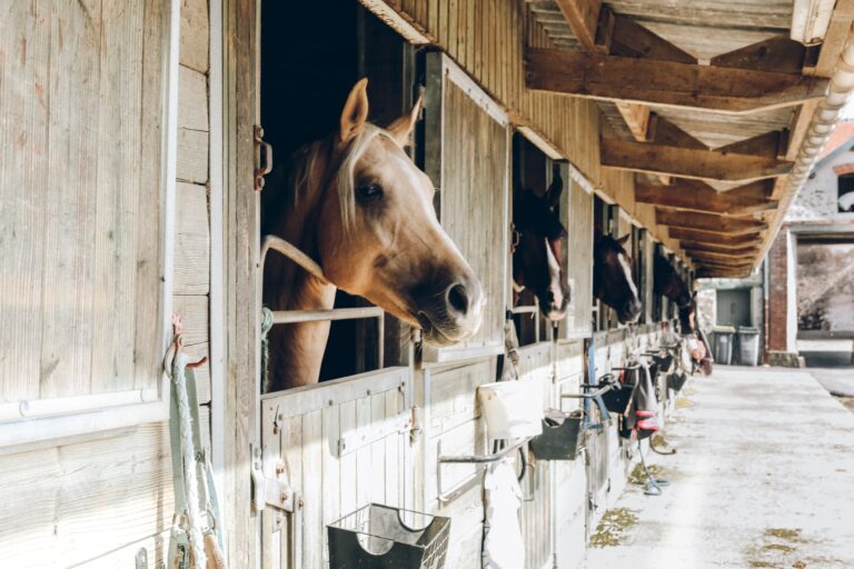 Tips For Moving Your Horse To A New Barn