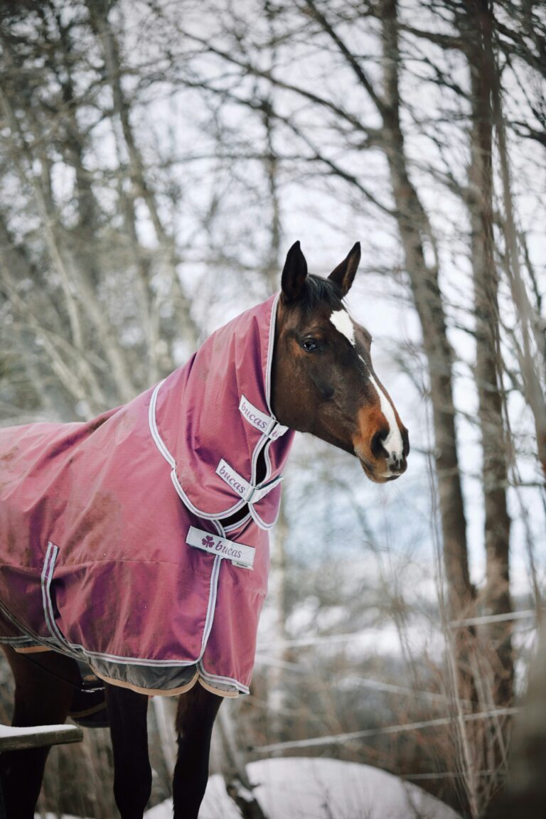 Should You Blanket Your Horse This Winter