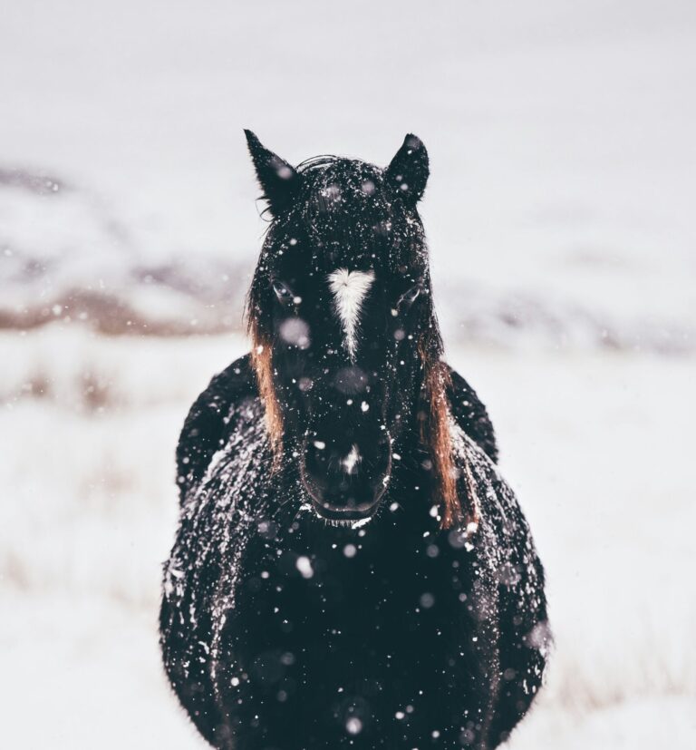 Winter Grooming Guide